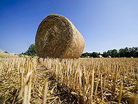 Использованную пшеницу и овес можно переработать в одежду