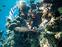 Израильские ученые выделили из кораллов молекулы, ослабляющие супербактерии