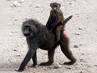 Самки бабуинов, имеющие крепкую связь с отцами, живут дольше