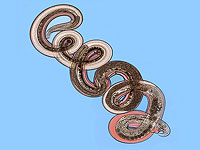 Умные черви формируют башни суперорганизмов, чтобы перемещаться на насекомых