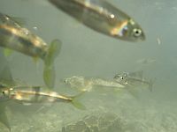 Ученые обнаружили, что рыбы умнее, чем считалось ранее