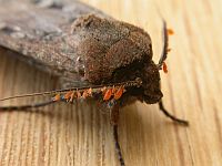 Мотылек использует звезды для навигации на большие расстояния