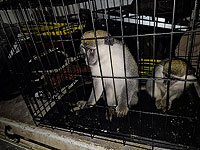 Подпольный 