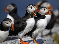 Более 500 видов птиц могут исчезнуть в ближайшие 100 лет из-за изменения климата