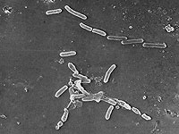 Модифицированные бактерии превращают пластиковые отходы в обезболивающее
