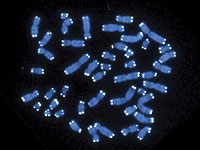 Начинается работа по созданию искусственной ДНК человека с нуля