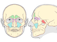 Крошечные носовые роботы могут очистить инфицированные пазухи