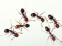 Ученые перепрограммируют поведение муравьев с помощью молекул мозга