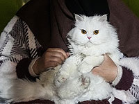 Обнаружен ген, который может влиять на то, как сильно кошки мурлычут и мяукают