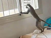 В деревне Нахф поймали зеленую мартышку, проникшую в дом