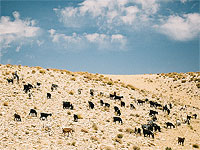 Новая технология получает воду из воздуха даже в пустыне