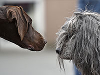 ИИ изучает общение животных и может помочь людям разговаривать с ними