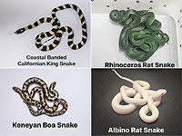 В Индии у пассажира самолета в багаже обнаружили 16 живых змей