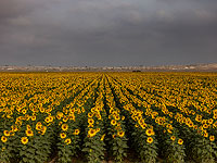 Израильские ученые с помощью дронов и ИИ научились оценивать состояние культурных растений