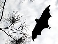 В Австралии скончался мужчина, которого укусила летучая мышь