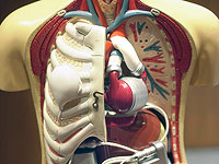 Ученые создали миниатюрные легкие из стволовых клеток, чтобы изучать болезни и методы их лечения