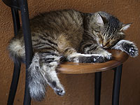 Ученые обнаружили, что большинство кошек спят на левом боку