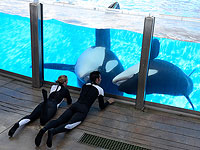 Впервые в дикой природе замечены целующиеся косатки, и они даже используют языки