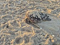 Внедорожник выехал ночью на заповедный пляж и раздавил морскую черепаху во время кладки яиц