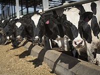 Глобальное потепление несет огромные потери молочному производству во всем мире