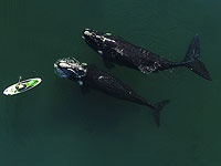 Дикие косатки, предлагавшие еду людям в качестве даров, попали на видео