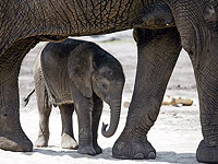 Ученые напечатали на 3D-принтере крошечного слона внутри клетки