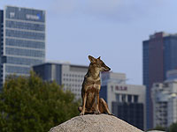 Вспышка парвовируса среди шакалов в Тель-Авиве: проверьте статус вакцинации собак