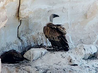 Самка грифа Е51 вернулась в гнездо: ее уже считали погибшей от отравления