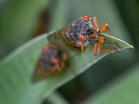 Новая камера может отслеживать сердцебиение насекомых издалека
