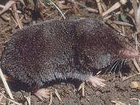 Кот из Флориды помог ученым обнаружить новый вирус