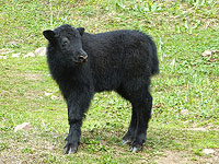 Ученые успешно вывели клонированного яка, родившегося с помощью кесарева сечения