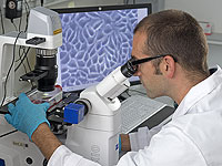 Стволовые клетки, разработанные в Израиле, охраняют здоровье коров и делают молоко жирнее