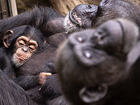 Шимпанзе тоже любят следовать трендам. Результаты исследования