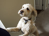 Собака может предпочитать определенные телешоу. Результаты исследования