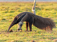 Млекопитающие эволюционировали в муравьедов как минимум 12 раз со времен динозавров