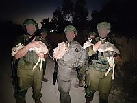 Израильские военные спасли детенышей газели, которых держали в клетке в деревне Араба