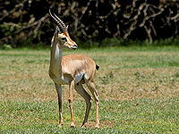 Израильские ученые предложили новый метод расследования преступлений против дикой природы