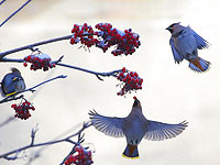 Пение самок птиц может быть полезно для поиска 