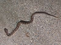 На севере Израиля мужчину укусила ядовитая змея, он в тяжелом состоянии