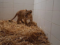 В деревне Абу-Дис, недалеко от Маале-Адумим, спасен львенок