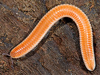 Многоножки вызывают у муравьев головокружение – и могут излечить человеческую боль