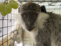 Очередную зеленую мартышку отловили в Рамле: за ней гонялись несколько недель