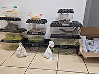 140 рептилий и скорпионов в одном чемодане: в аэропорту перехвачена контрабанда