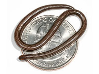 Самая маленькая змея в мире вновь обнаружена после десятилетий исчезновения