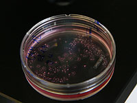 Искусственные клетки могут точно измерять время, используя циркадные ритмы