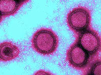Респираторные вирусы могут пробудить спящие клетки рака молочной железы