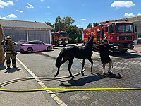 Пожар в конюшне в поселке Мишмар а-Шива, идет эвакуация лошадей