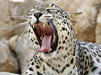 В Иерусалимском библейском зоопарке леопард напал на работника, пострадавший в критическом состоянии