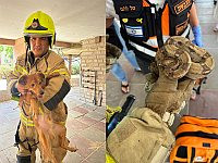 Из охваченной огнем квартиры в Рамле спасли ребенка, собаку и двух змей