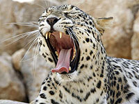 Леопард, убивший смотрителя Библейского зоопарка, не будет умерщвлен